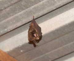 Rhinolophus megaphyllus