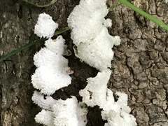 Schizophyllum commune