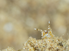 Favorinus mirabilis