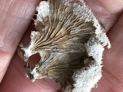 Schizophyllum commune