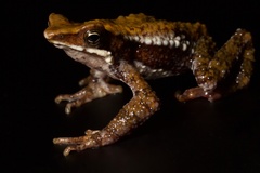 Atelopus laetissimus