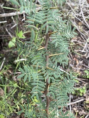 Vachellia insulae-iacobi