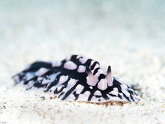 Phyllidiopsis sinaiensis