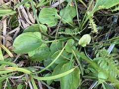 Parnassia cirrata intermedia