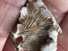 Schizophyllum commune