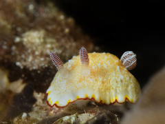 Goniobranchus verrieri