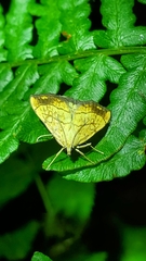 Evergestis pallidata