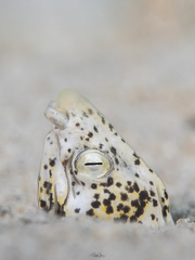 Callechelys marmorata