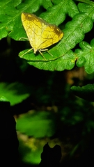 Evergestis pallidata