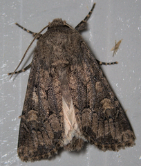 Luperina testacea