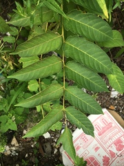 Ailanthus altissima