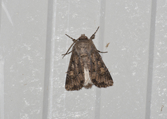 Luperina testacea