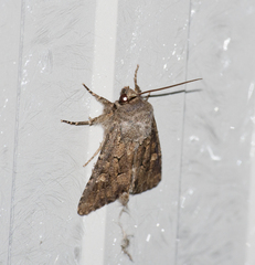 Luperina testacea