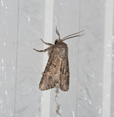 Luperina testacea