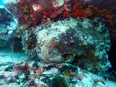 Octopus oculifer
