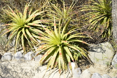 Hechtia glomerata