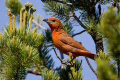 Hepatic Tanager photo 4