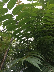Ailanthus altissima