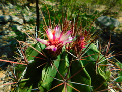 Ferocactus macrodiscus