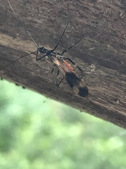 Graptocleptes