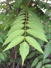 Ailanthus altissima