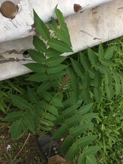 Ailanthus altissima