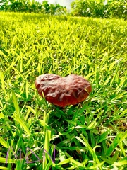 Leccinum duriusculum