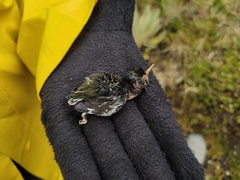 Oxypogon stuebelii