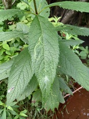 Calycomyza eupatorivora