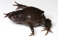 Geobatrachus walkeri