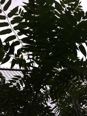 Ailanthus altissima