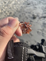 Botryocladia pseudodichotoma