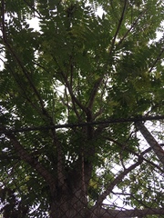 Ailanthus altissima