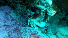 Carpilius corallinus