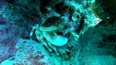 Carpilius corallinus