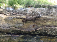 Anolis sulcifrons