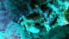 Carpilius corallinus