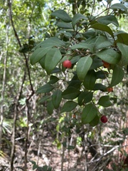 Calyptranthes pallens