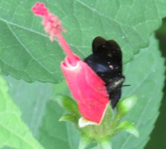 Xylocopa strandi