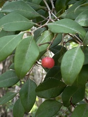 Calyptranthes pallens
