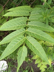 Ailanthus altissima