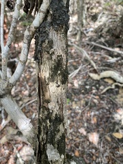 Calyptranthes pallens