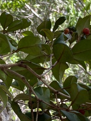 Calyptranthes pallens