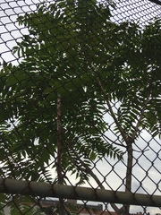 Ailanthus altissima