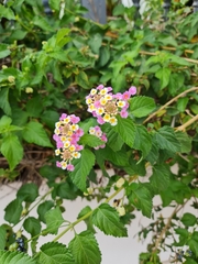 Lantana