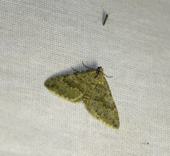 Scotopteryx aelptes