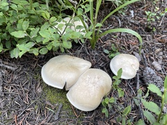 Boletus barrowsii