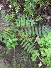 Ailanthus altissima
