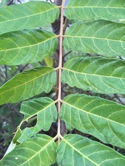 Ailanthus altissima