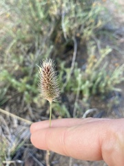 Fingerhuthia africana